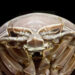 Nus News, https://news.nus.edu.sg/research/new-species-supergiant-isopod-uncovered