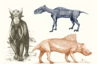 Elefante, cavalo e rinoceronte.