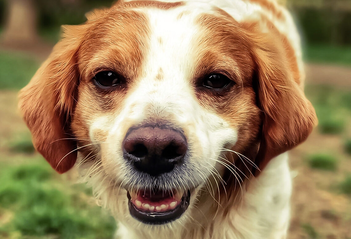 Cães podem processar a fala da mesma forma que os humanos, mostra estudo
