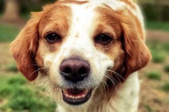 Cães podem processar a fala da mesma forma que os humanos, mostra estudo