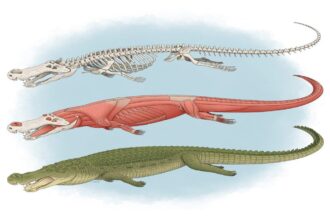reconstrução de Deinosuchus riograndensis o crocodilo pré-histórico gigante