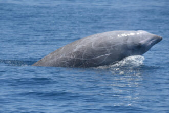 baleia-bicuda-de-cuvier