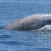 baleia cuvier
