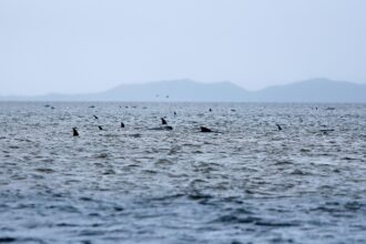 baleias encalhadas na praia