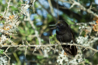 Colibri preto na natureza