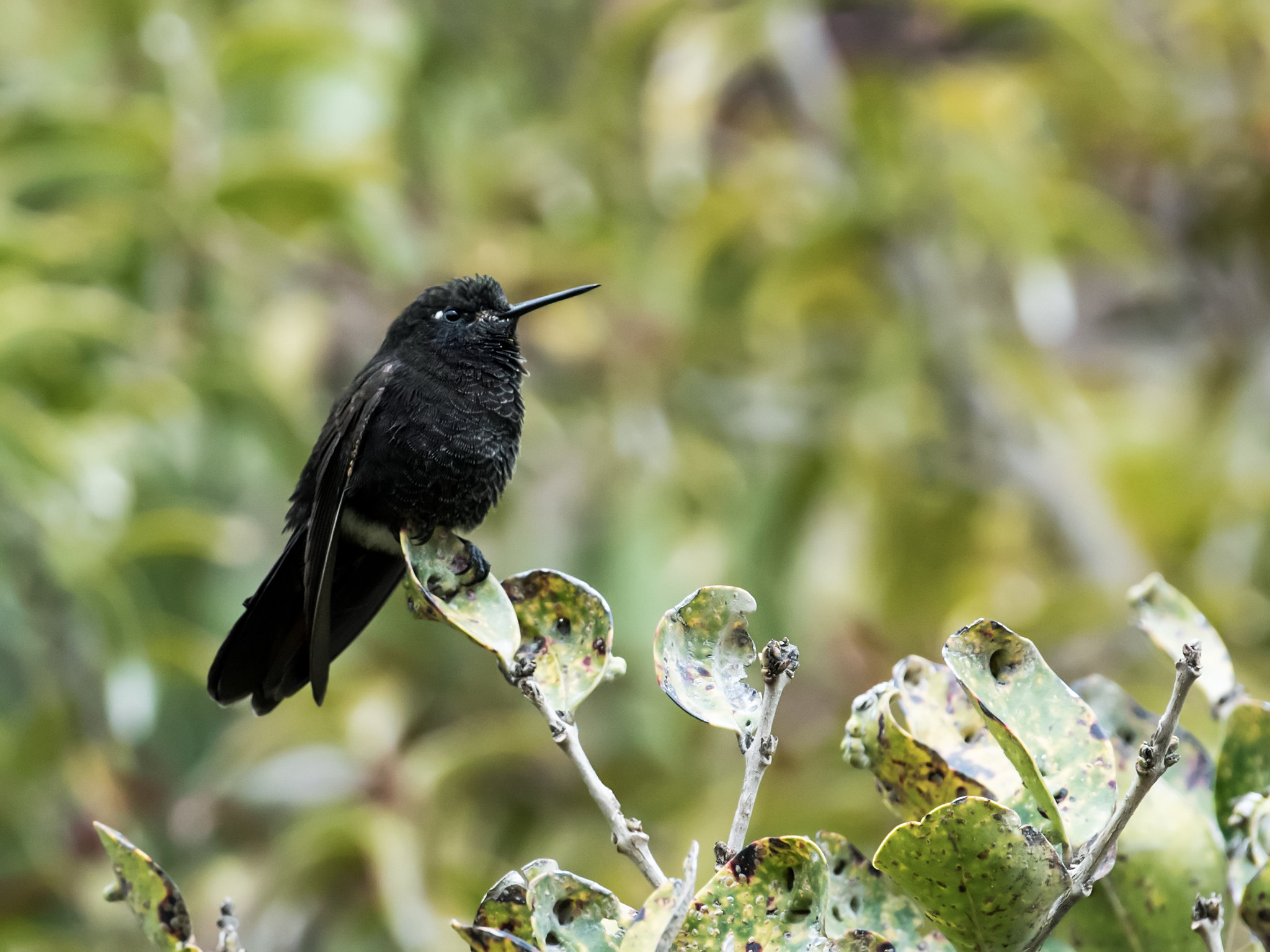 Este Beija Flor Sobrevive Ao Frio Intenso Entrando Em Estado De Animacao Suspensa Socientifica