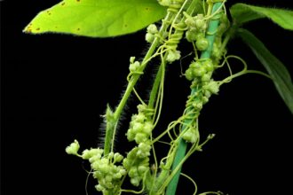 planta parasita cuscuta