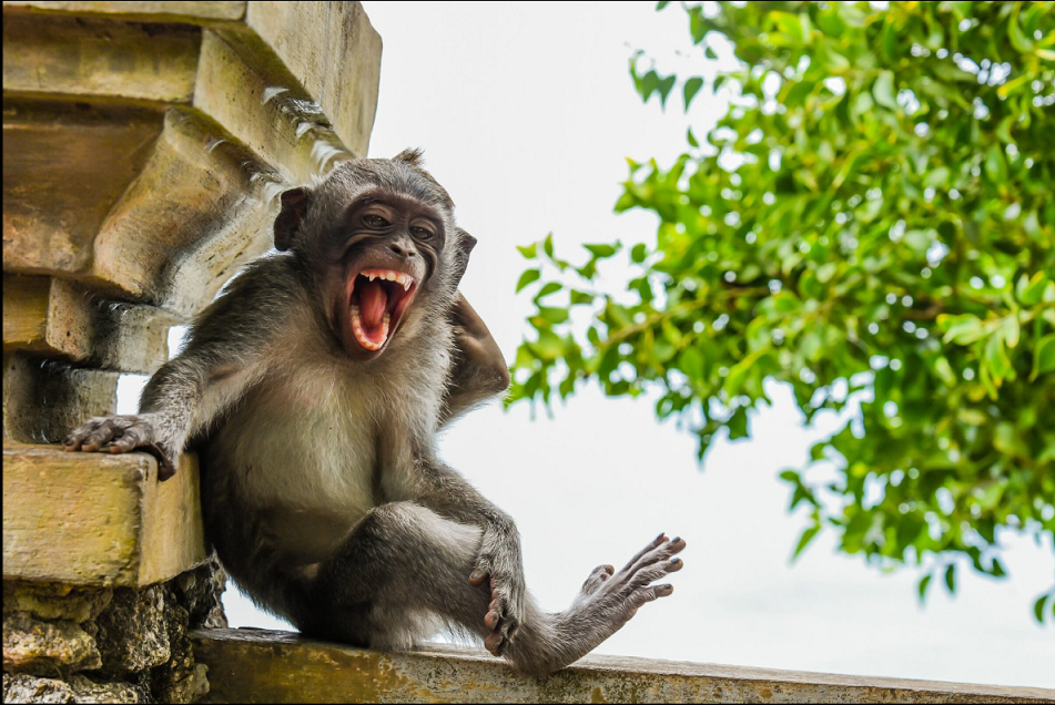 Fotógrafo divulga fotos de macacos em poses engraçadas – Vírgula