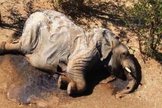 morte de elefantes em Botswana foi causada por envenenamento