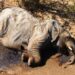 morte de elefantes em Botswana foi causada por envenenamento