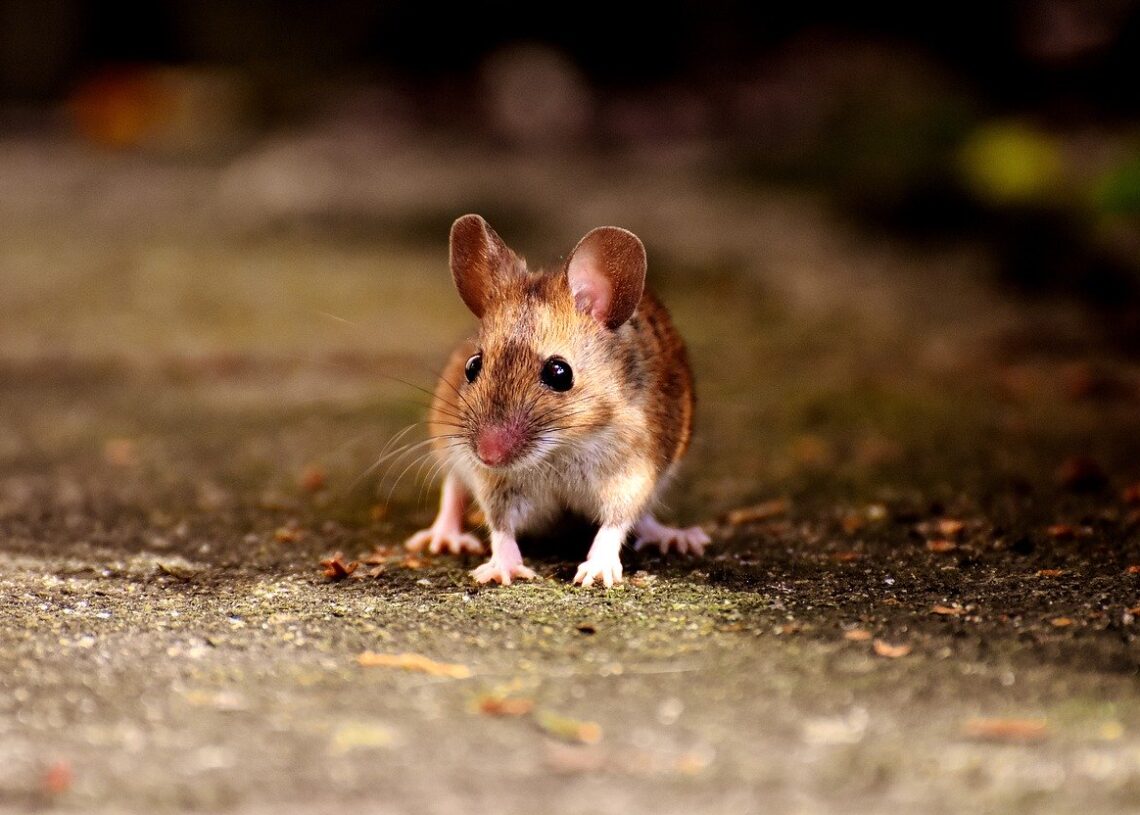 Ratos evitam ferir outros ratos
