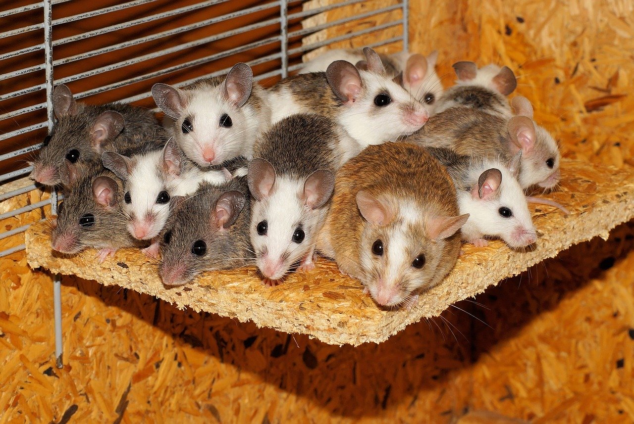 ratos de laboratório