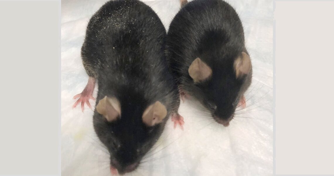 ratos-modificados-geneticamente