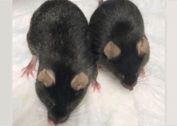 ratos-modificados-geneticamente