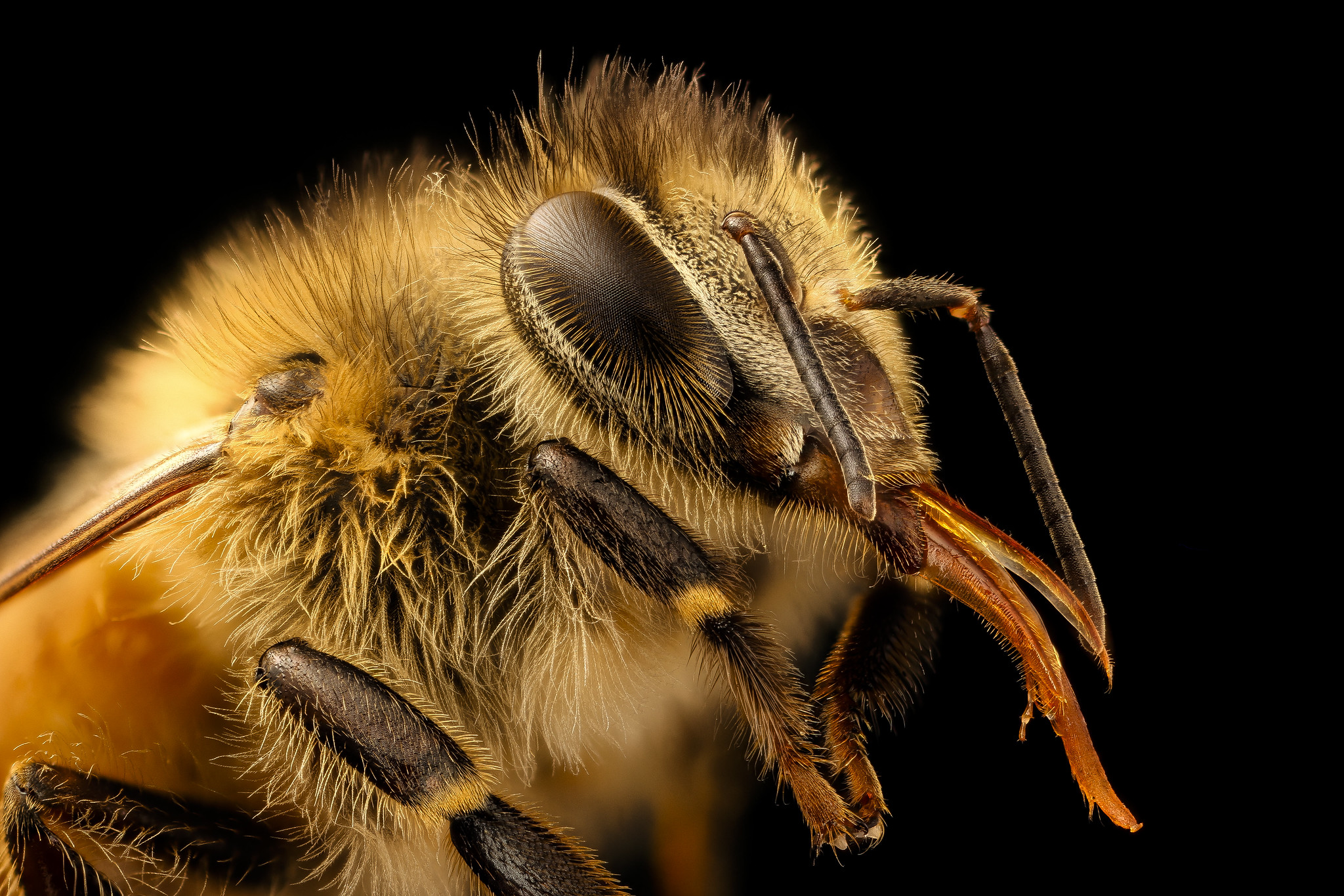 veneno da abelha