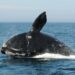Com apenas centenas restantes, a baleia-franca-do-atlântico-norte está seriamente em risco de extinção. (PA Media)