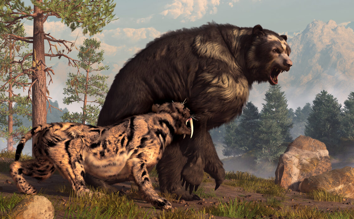 Ilustração de um urso de cara curta defendendo seu território de um dente-de-sabre durante a última era glacial. (Shutterstock)