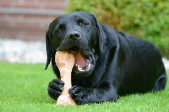 Como a evolução fez os cães gostarem de roer ossos