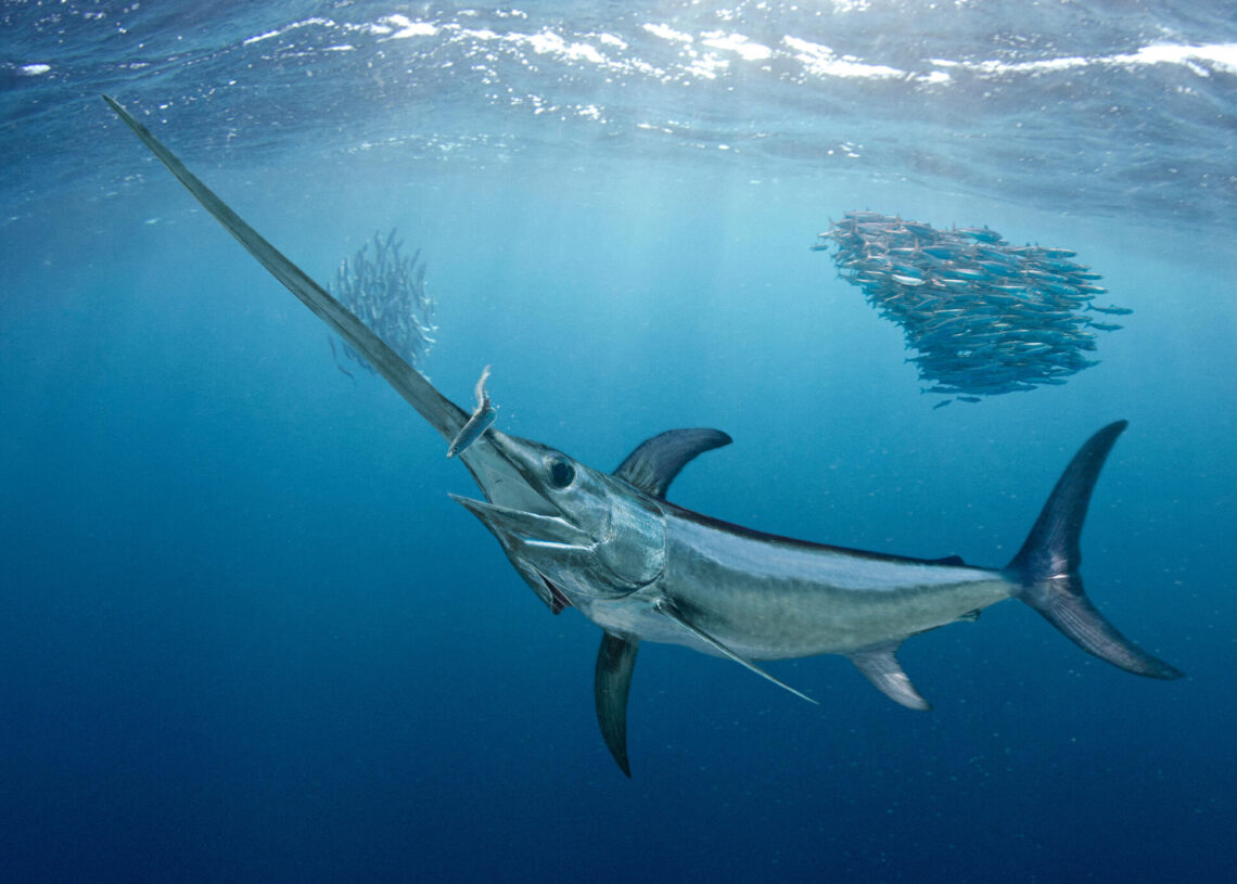 Espadartes estão atacando tubarões no Mar Mediterrâneo