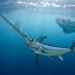 Espadartes estão atacando tubarões no Mar Mediterrâneo