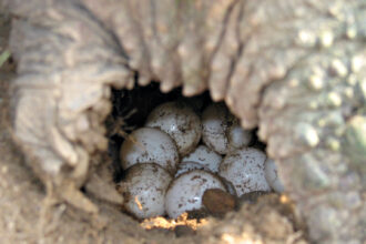 Snapping turtle eggs md