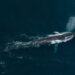 Mudança no turno das canções indica padrão na migração da baleia-azul