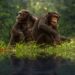 chimpanzés e a amizade