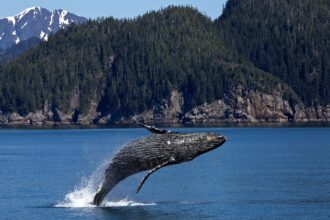 humpback whale 1984341 1920