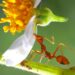 As formigas-cortadeiras são insetos extremamente habilidosos em uma habilidade peculiar: a agricultura. (Nghang Vũ/Pixabay)