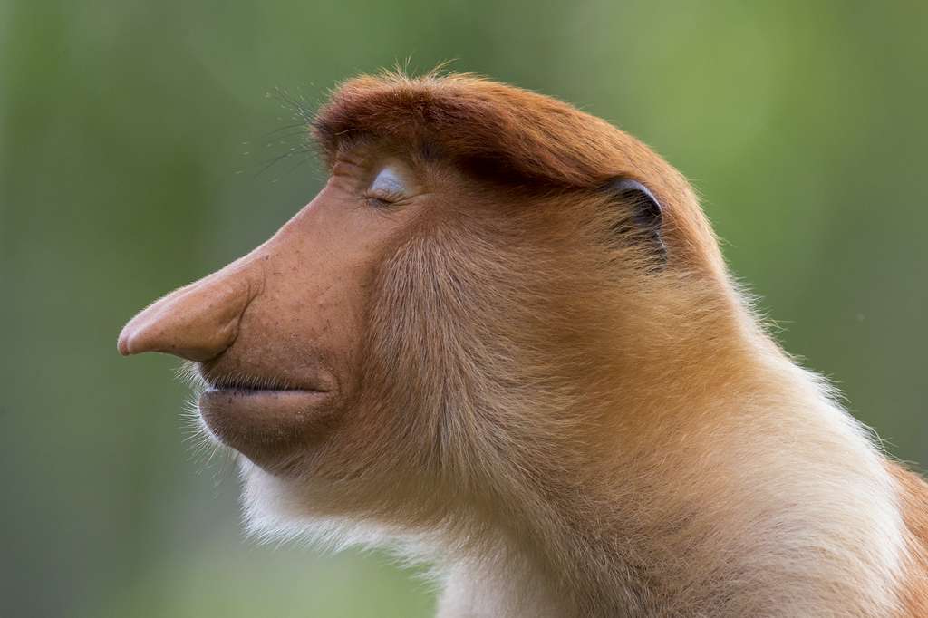 macaco narigudo no concurso Fotógrafo de Vida Selvagem do Ano