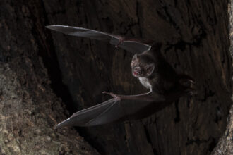 morcego vampiro