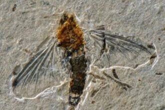 Fóssil de nova espécie de inseto
