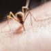 Mosquito transmissor da malária
