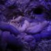 ninho de ratos-toupeira-pelado