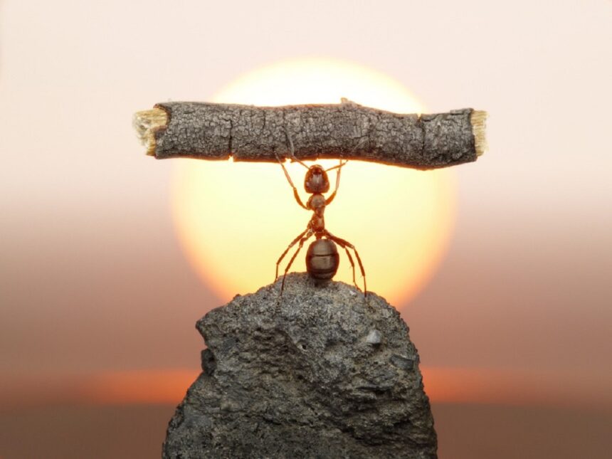 Foi revelado o motivo das formigas serem tão fortes