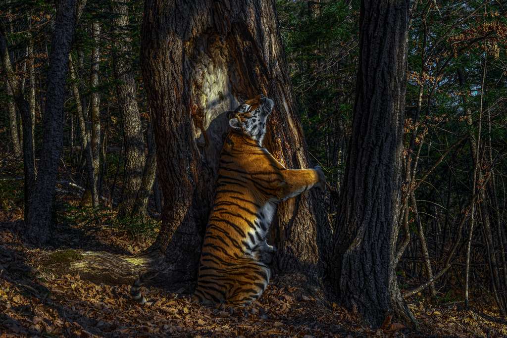 tigre siberiano no concurso Fotógrafo de Vida Selvagem do Ano
