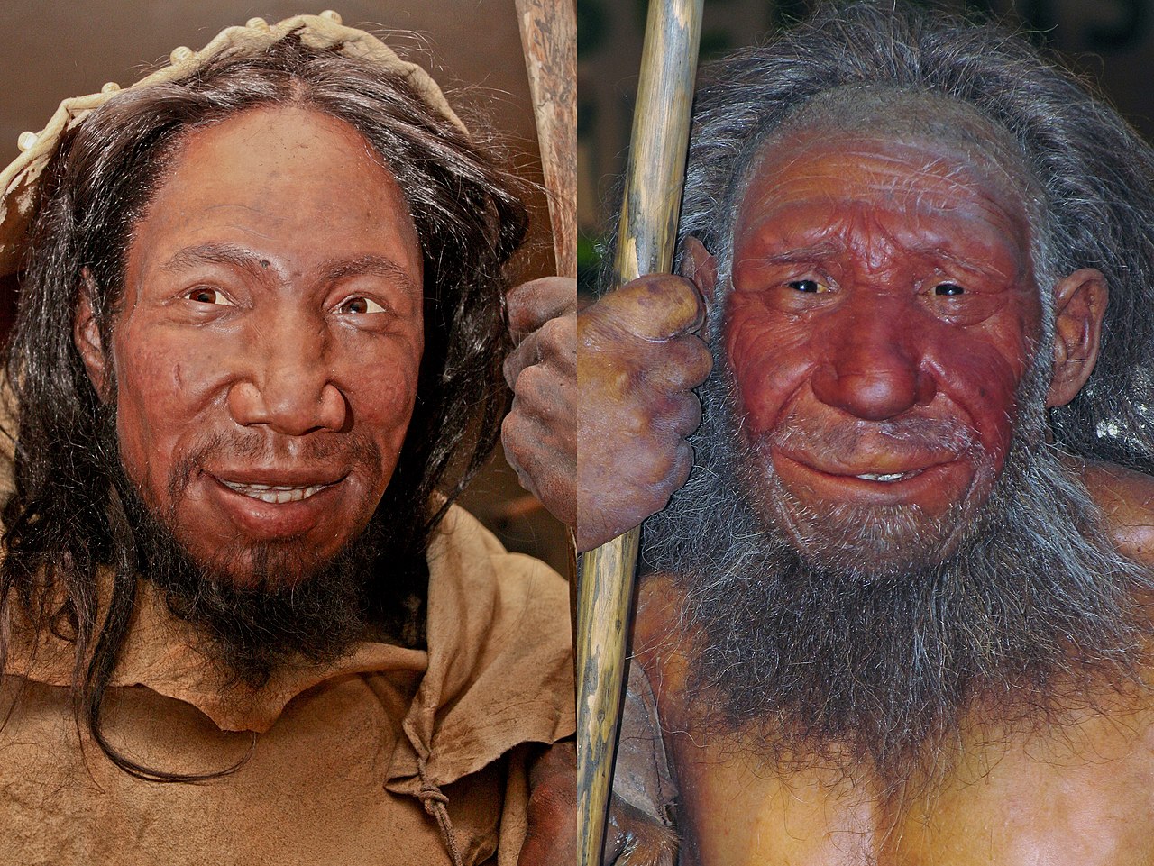 1280px Comparison of faces of Homo sapiens and Neanderthal