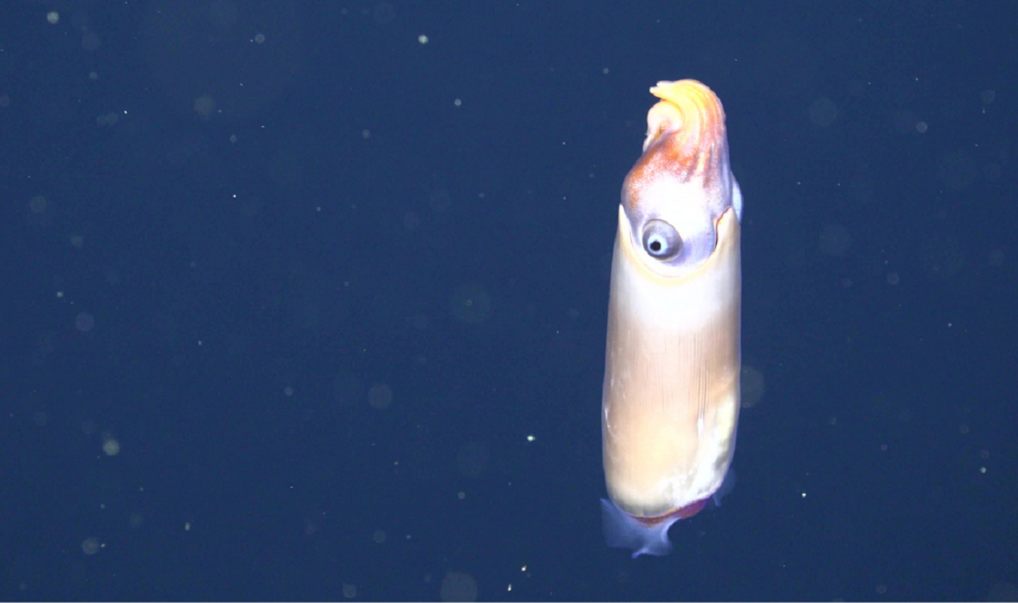 Espécie rara de lula é encontrada durante uma expedição do Schimidt Ocean Institute na Grande Barreira de Corais.