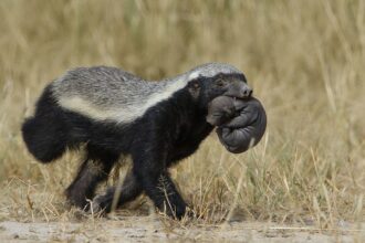 Honey badger Mellivora capensis carrying young pup in her mouth at Kgalagadi Transfrontier Park Northern Cape South Africa 34484155600