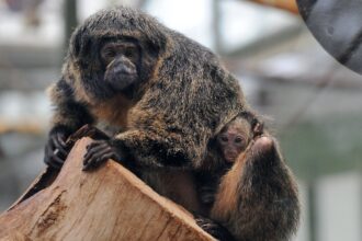 macacos saquê de cara branca