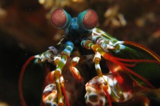 Mantis shrimp Odontodactylus scyllarus