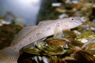 peixes tem nadadeiras sensíveis