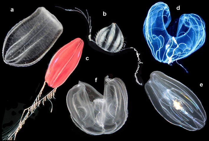 Pelagic ctenophores 1