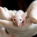 Usando uma terapia genética, cientistas conseguiram estimular a regeneração de neurônios do nervo óptico de ratos. (Imagem de Tibor Janosi Mozes por Pixabay)