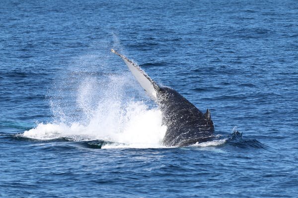 baleia jubarte nadando