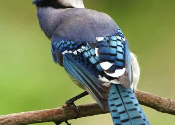 Pesquisadores da Universidade de Illinois descobriram que as aves podem ser mais tolerantes ao calor do que se imaginava. (Imagem de PublicDomainImages por Pixabay)