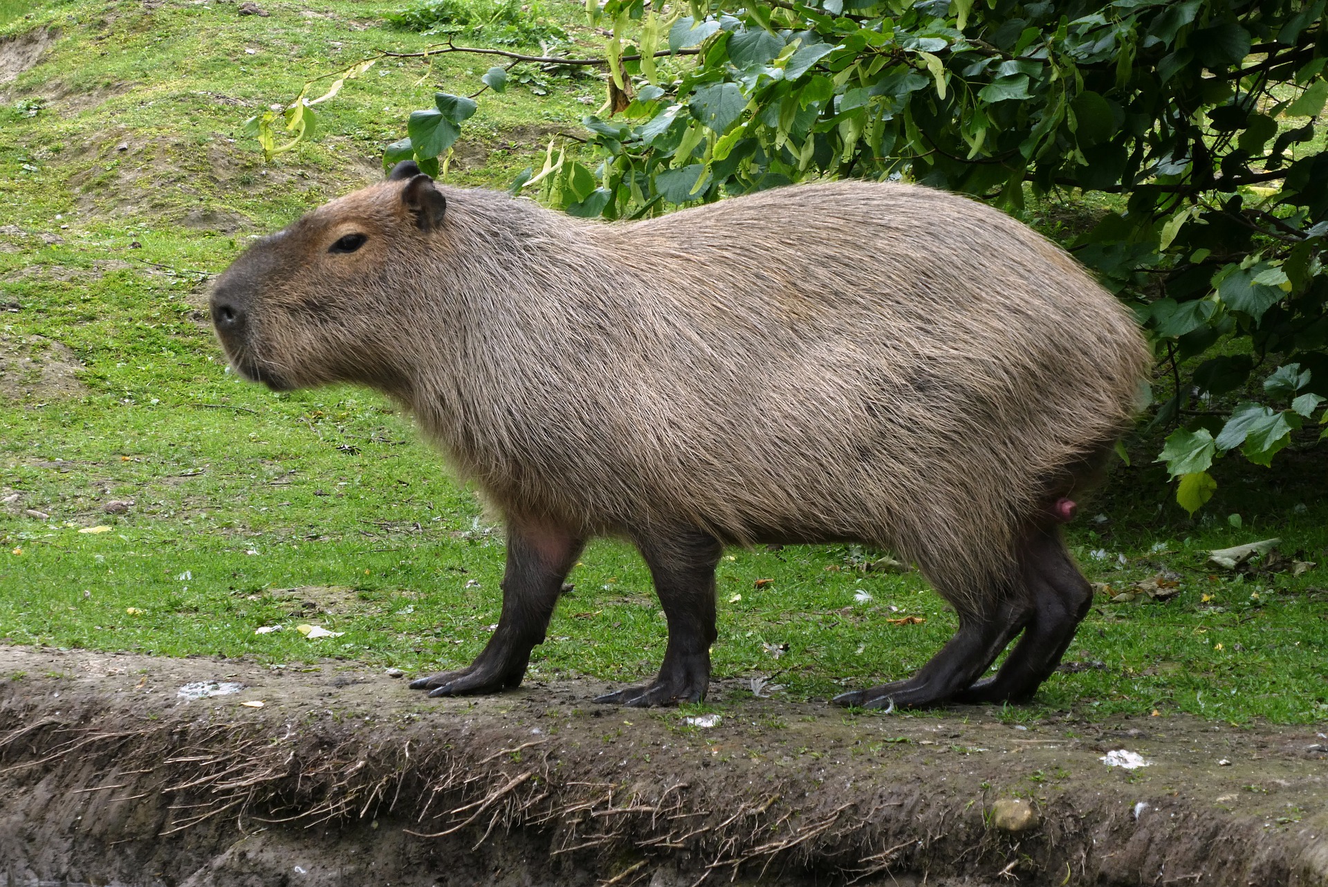 capybara 4254528 1920
