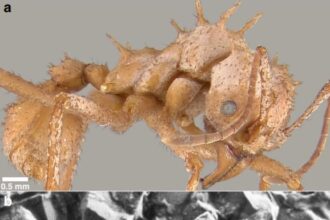 close up of the ant bioarmour