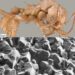 Cientistas descobriram os primeiros insetos com armaduras de biominerais. (Li et al., Nature Communications, 2020)