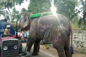 elefante na índia